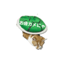 ちゃこちゃーこ（個別スタンプ：5）