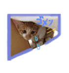 かげとら君のスタンプ（個別スタンプ：4）