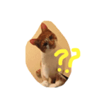 かげとら君のスタンプ（個別スタンプ：6）