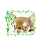 チワンズです（個別スタンプ：2）