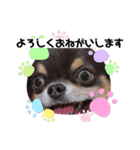 チワンズです（個別スタンプ：5）
