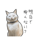 働きたくないよスタンプ（個別スタンプ：10）