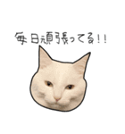 働きたくないよスタンプ（個別スタンプ：38）
