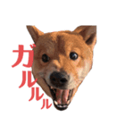 シーくんの森と野性動物。INセブ島（個別スタンプ：16）