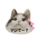 ねこちこ1（個別スタンプ：1）