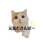 ねこちこ1（個別スタンプ：2）