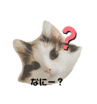 ねこちこ1（個別スタンプ：3）