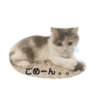 ねこちこ1（個別スタンプ：4）