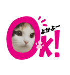 ねこちこ1（個別スタンプ：6）