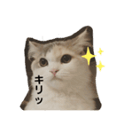 ねこちこ1（個別スタンプ：7）