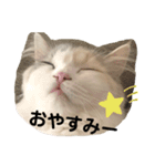 ねこちこ1（個別スタンプ：8）