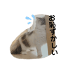 ねこちこ1（個別スタンプ：9）