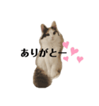 ねこちこ1（個別スタンプ：10）
