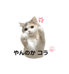 ねこちこ1（個別スタンプ：11）
