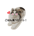 ねこちこ1（個別スタンプ：12）