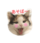 ねこちこ1（個別スタンプ：14）