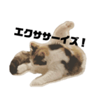 ねこちこ1（個別スタンプ：16）
