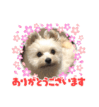 くまちゃんいぬ♡の日常（個別スタンプ：5）