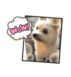 くまちゃんいぬ♡の日常（個別スタンプ：9）