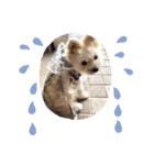くまちゃんいぬ♡の日常（個別スタンプ：14）