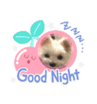 くまちゃんいぬ♡の日常（個別スタンプ：18）