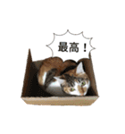 かわいい三毛猫ちゃんスタンプ（個別スタンプ：17）