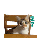 かわいい三毛猫ちゃんスタンプ（個別スタンプ：23）