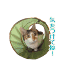 かわいい三毛猫ちゃんスタンプ（個別スタンプ：30）