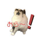 スコティッシュ今日も行く6（個別スタンプ：3）