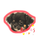 パピー犬//ご挨拶スタンプ トイプー＆チワワ（個別スタンプ：1）