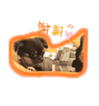 パピー犬//ご挨拶スタンプ トイプー＆チワワ（個別スタンプ：2）