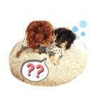 パピー犬//ご挨拶スタンプ トイプー＆チワワ（個別スタンプ：5）