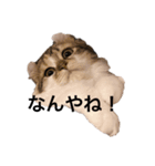 ねむねこスタンプ（個別スタンプ：2）