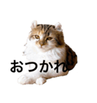 ねむねこスタンプ（個別スタンプ：4）
