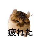 ねむねこスタンプ（個別スタンプ：5）