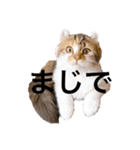 ねむねこスタンプ（個別スタンプ：6）