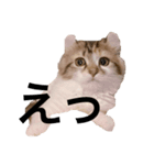ねむねこスタンプ（個別スタンプ：7）
