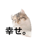 ねむねこスタンプ（個別スタンプ：8）