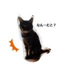 キジトラ双子猫アルムとキヨミ（個別スタンプ：3）