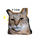 キジトラ双子猫アルムとキヨミ（個別スタンプ：4）
