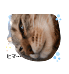 キジトラ双子猫アルムとキヨミ（個別スタンプ：6）