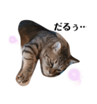 キジトラ双子猫アルムとキヨミ（個別スタンプ：7）