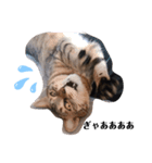 キジトラ双子猫アルムとキヨミ（個別スタンプ：8）