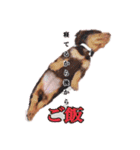 COCOちゃん日常スタンプ2（個別スタンプ：2）