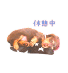 COCOちゃん日常スタンプ2（個別スタンプ：8）