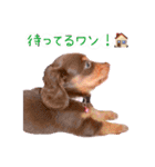 COCOちゃん日常スタンプ2（個別スタンプ：15）