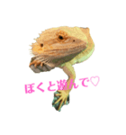 ふとあごひげとかげ大福君（個別スタンプ：1）