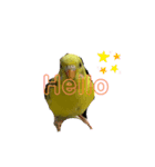 インコのひなちゃん便り（個別スタンプ：1）