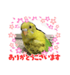 インコのひなちゃん便り（個別スタンプ：3）