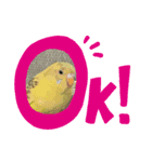 インコのひなちゃん便り（個別スタンプ：6）